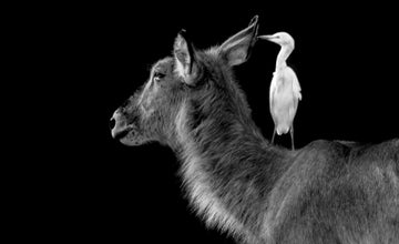 Waterbuck