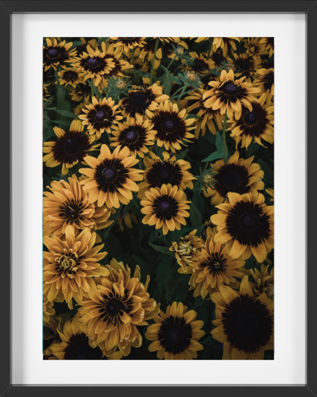 Bloom