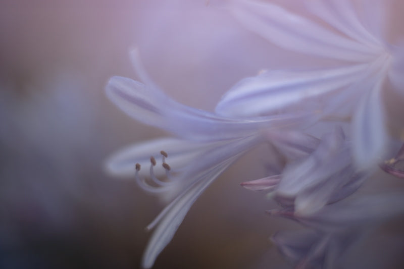 Blue Moments