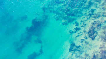 Blue Reef 2