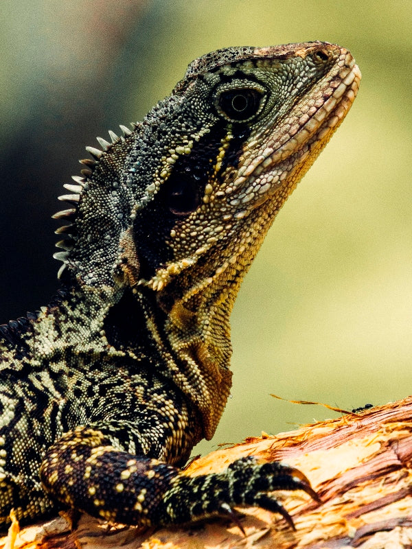 Blue tongue lizard