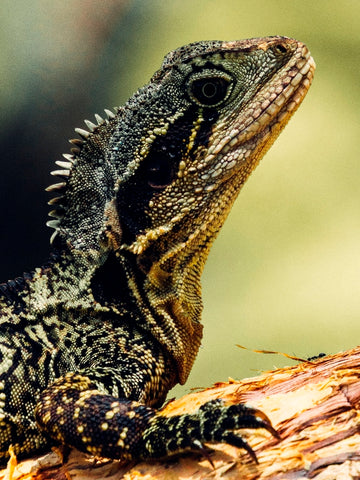 Blue tongue lizard