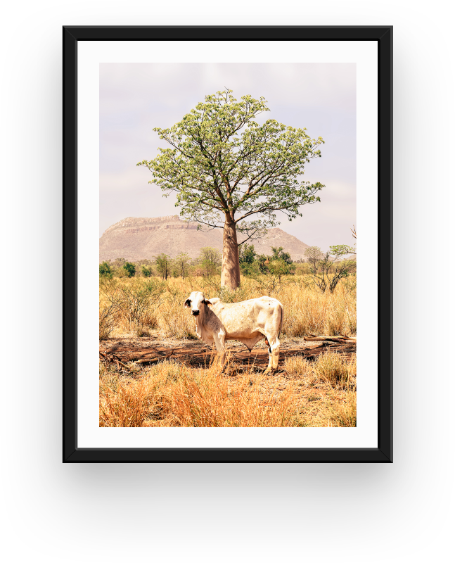 Boab and the Brahman