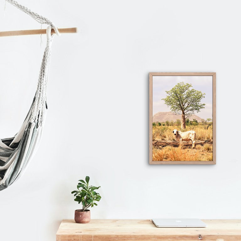 Boab and the Brahman