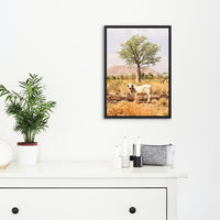 Boab and the Brahman