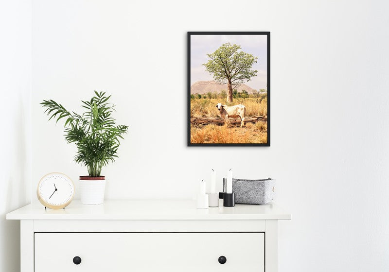 Boab and the Brahman