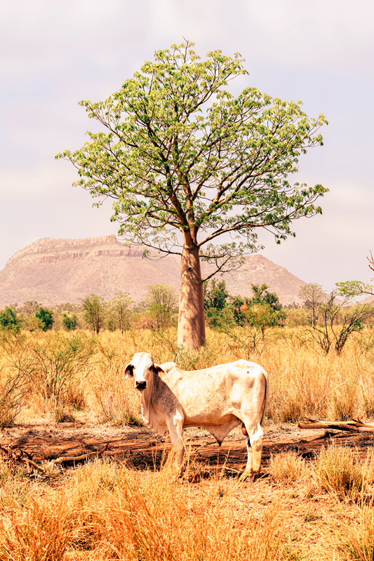 Boab and the Brahman