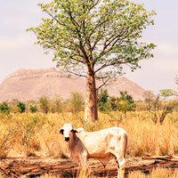 Boab and the Brahman