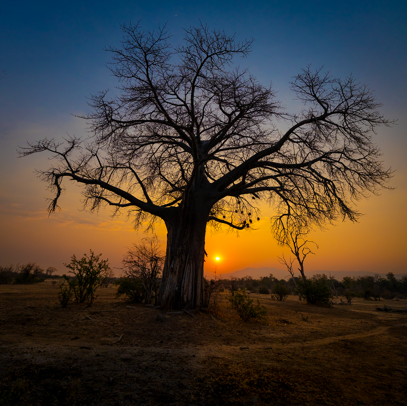 Boab the Tree of Life