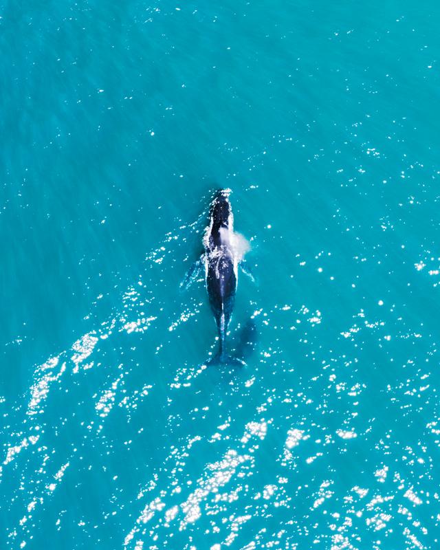 Boomerang Humpbacks
