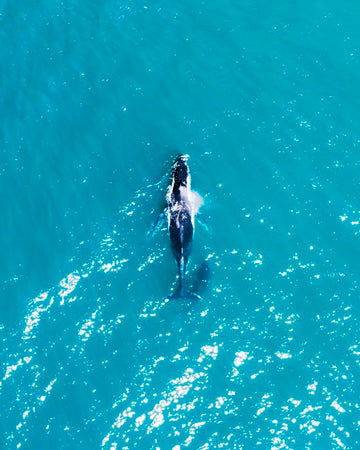Boomerang Humpbacks