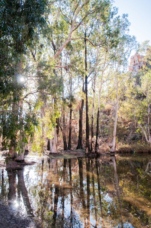 Borroloola Bush