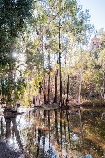 Borroloola Bush