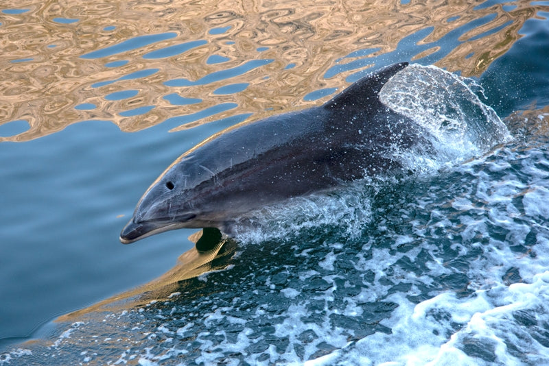 Bottle nosed Dolphin Milford Sound