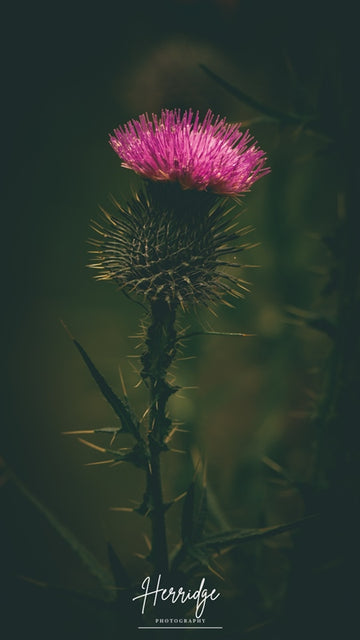 Braveheart