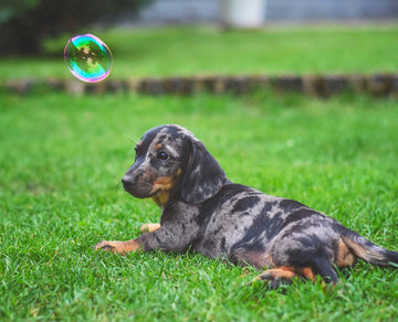 Bubble of Happiness