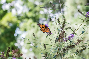Butterfly Wings