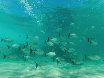 Byron Under Water