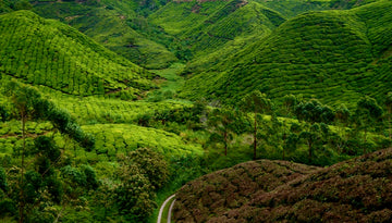 Cameron Highlands