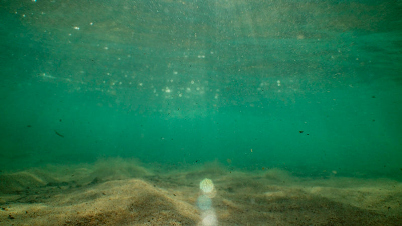 Cabbage Tree Harbour