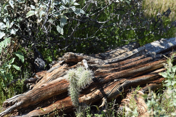 Cactus Skeleton
