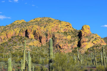 Cactus and Mountains