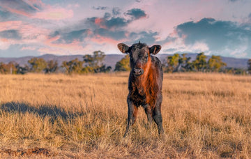 Calf