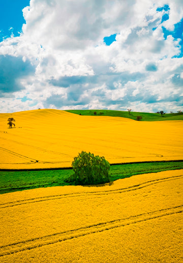 Canola Fields of NSW