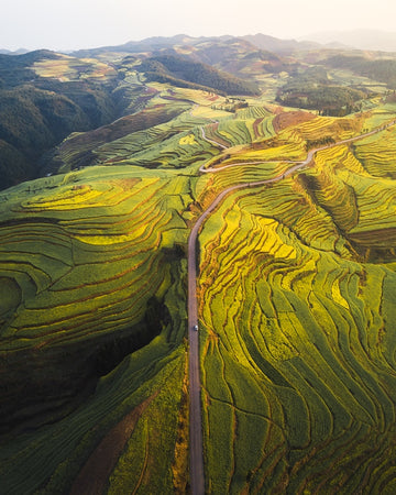 Canola Layers