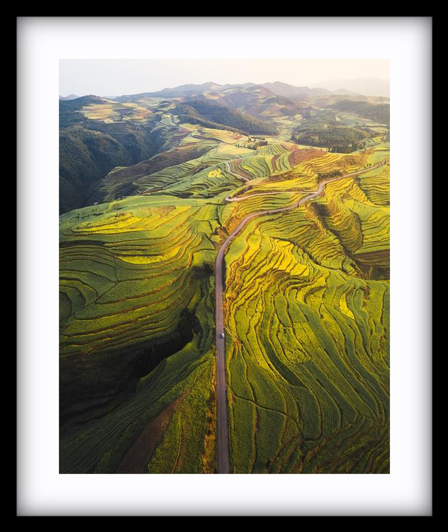 Canola Layers