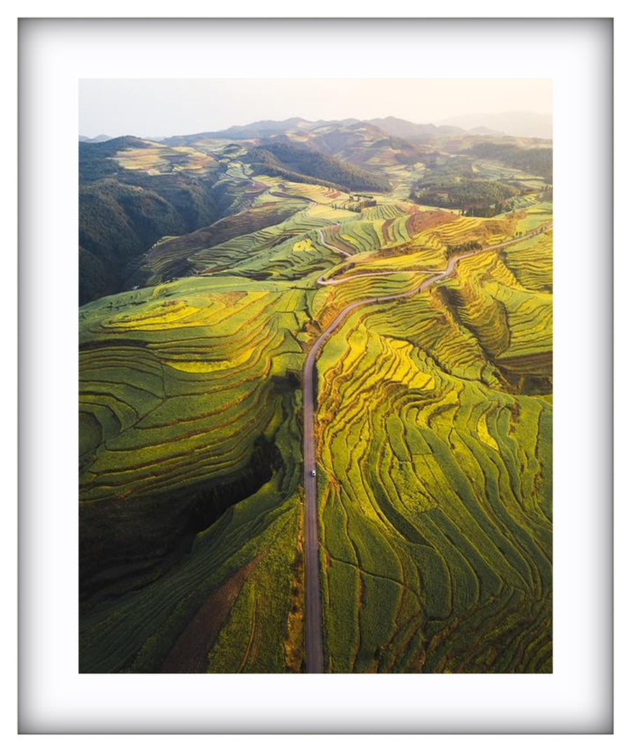 Canola Layers
