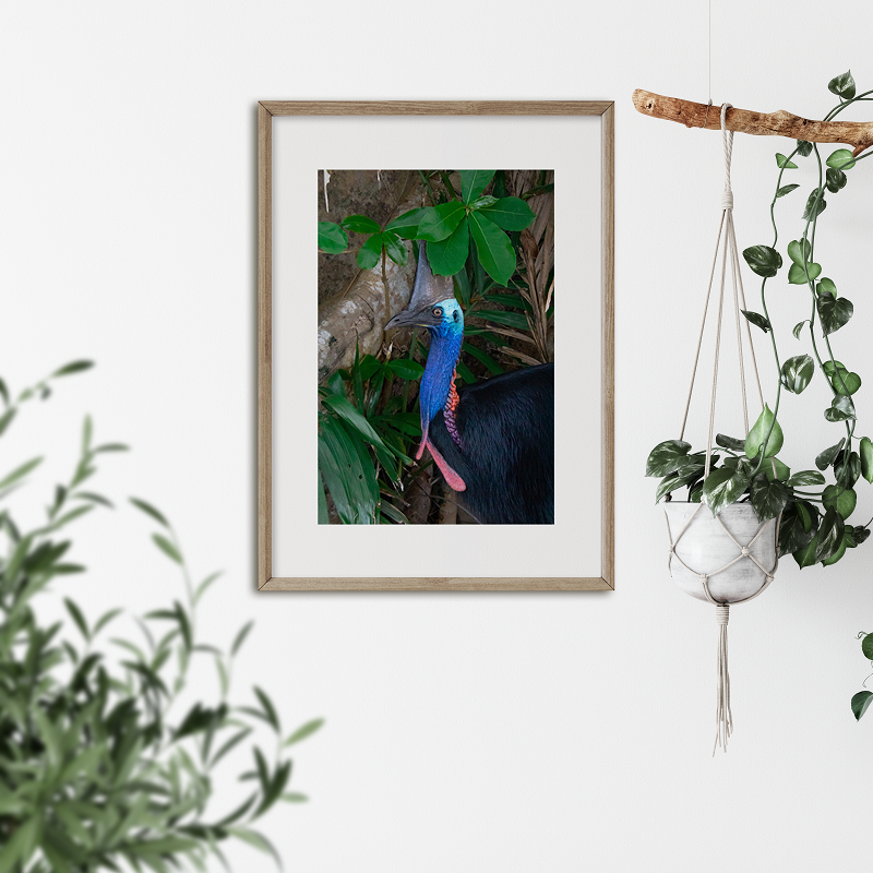 Cassowary 1