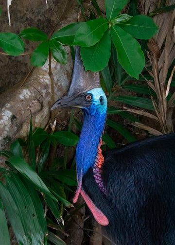 Cassowary 1
