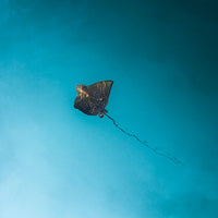 Caught In Blues
