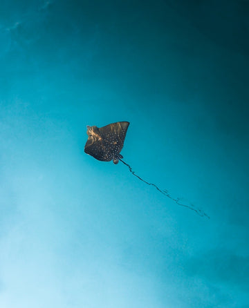 Caught In Blues