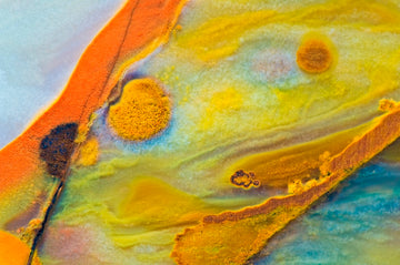 Cell Divison