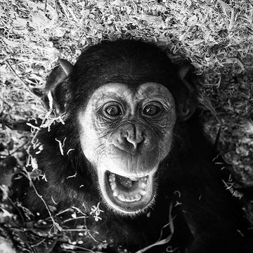 Cheeky Chimp