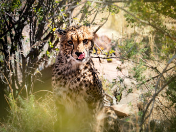 Cheetah's Lunch