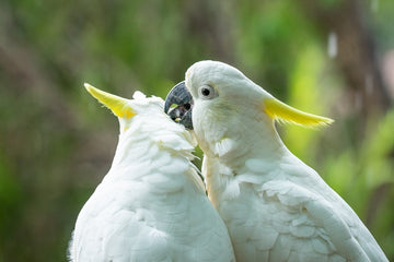 Cockatoo
