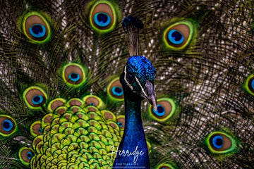 Colourful Bird
