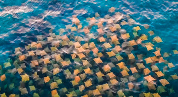 Colourful rays