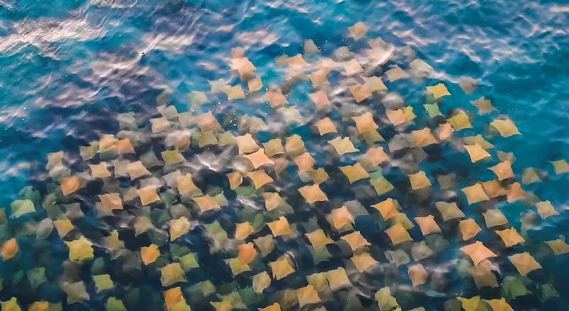 Colourful rays