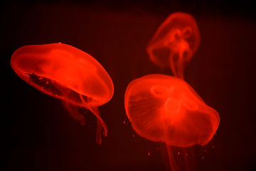 At the aquarium #4