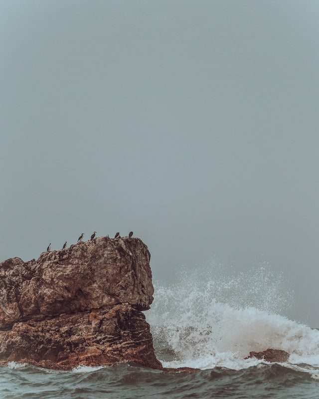 Cormorant's Rest