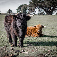 Couple of cool hairy cows