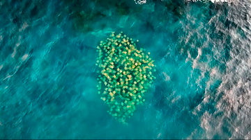Cownose Rays at Bondi Beach