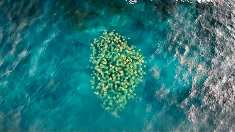 Cownose Rays at Bondi Beach