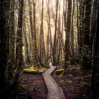 Cradle Coast - Enchanted Forest