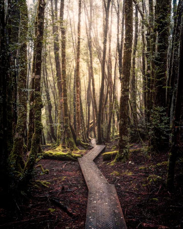 Cradle Coast - Enchanted Forest