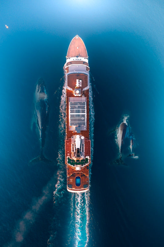 Crusing Whales